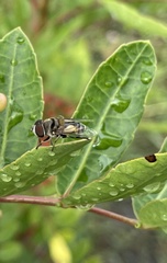 Palpada vinetorum