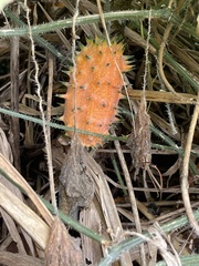 Cucumis metuliferus image