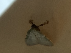 Parachma ochracealis