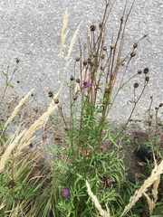 Centaurea scabiosa