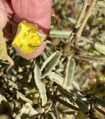Sida calyxhymenia