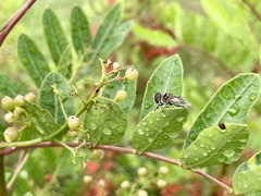 Palpada vinetorum