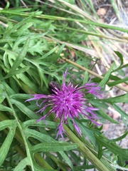 Centaurea scabiosa
