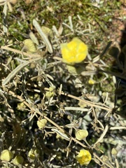 Sida calyxhymenia