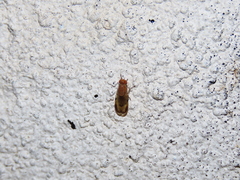 Minettia inusta