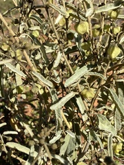 Sida calyxhymenia