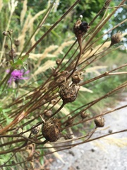 Centaurea scabiosa