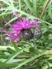 Centaurea scabiosa