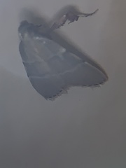 Parachma ochracealis