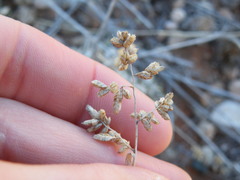 Eragrostis truncata