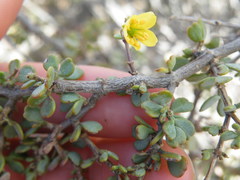 Roepera lichtensteiniana