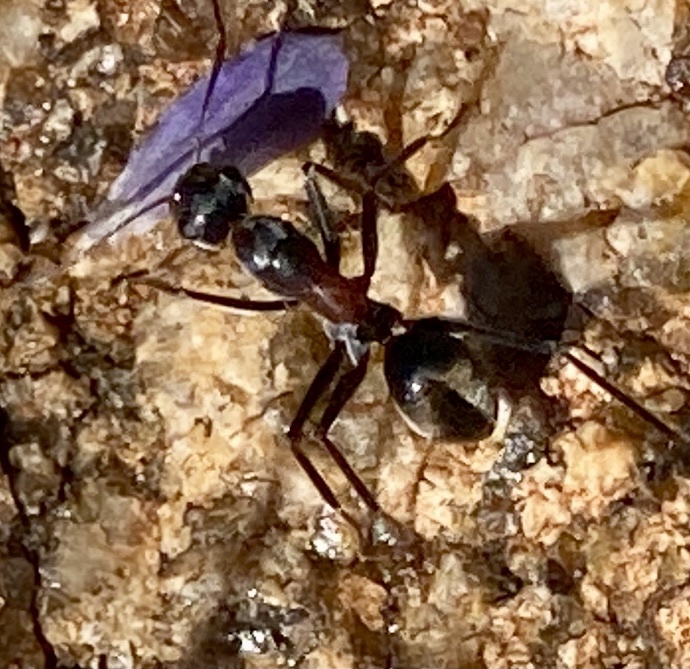 Camponotus ceriseipes