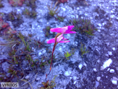 Disa inflexa