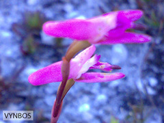 Disa inflexa