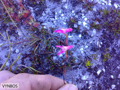 Disa inflexa