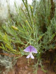 Psoralea axillaris