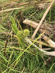 Sparganium erectum