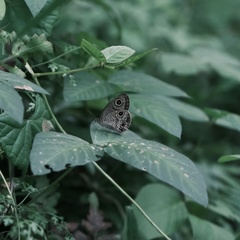 Ypthima multistriata