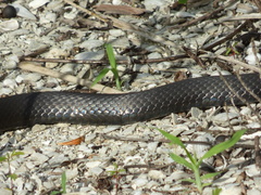 Coluber constrictor paludicola