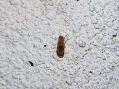 Minettia inusta