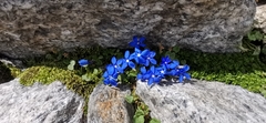 Gentiana bavarica subacaulis