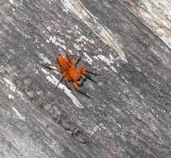 Cyrba nigrimana
