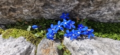 Gentiana bavarica subacaulis