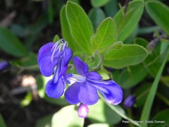 Rotheca hirsuta