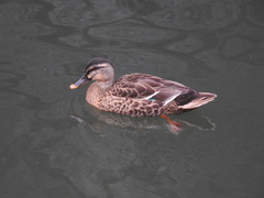 Anas platyrhynchos × zonorhyncha