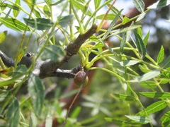 Bursera multijuga
