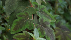Rubus reflexus