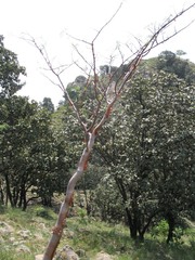 Bursera multijuga