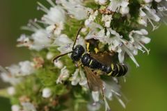 Cerceris arenaria