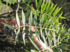 Bursera multijuga