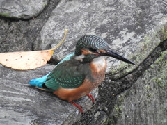 Alcedo atthis