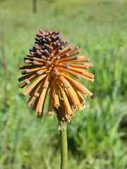 Kniphofia baurii