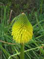 Kniphofia baurii