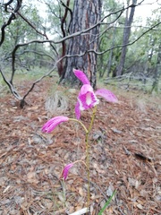 Bletia greenwoodiana