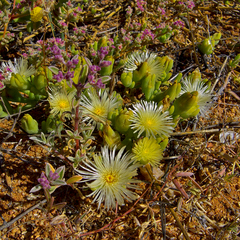 Mesembryanthemum sinuosum