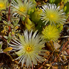 Mesembryanthemum sinuosum