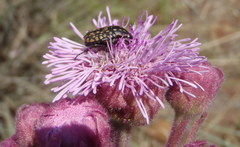 Oxythyrea testaceoguttata