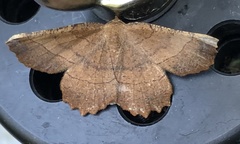 Euchlaena johnsonaria