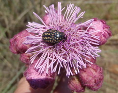 Oxythyrea testaceoguttata