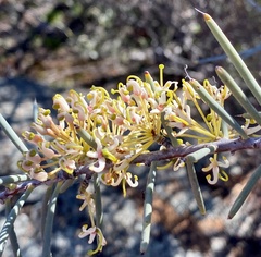 Hakea recurva