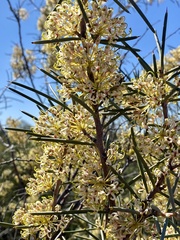 Hakea recurva