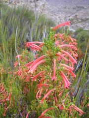 Erica curviflora curviflora