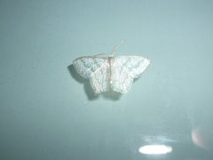 Chloropteryx opalaria