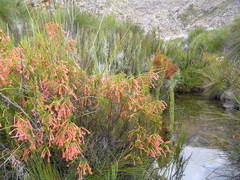 Erica curviflora curviflora