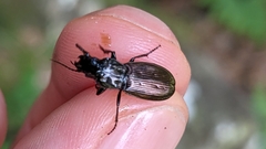 Pterostichus jurinei