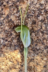 Pterostylis setulosa